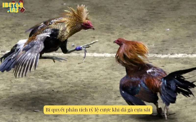Bí quyết phân tích tỷ lệ cược khi đá gà cựa sắt