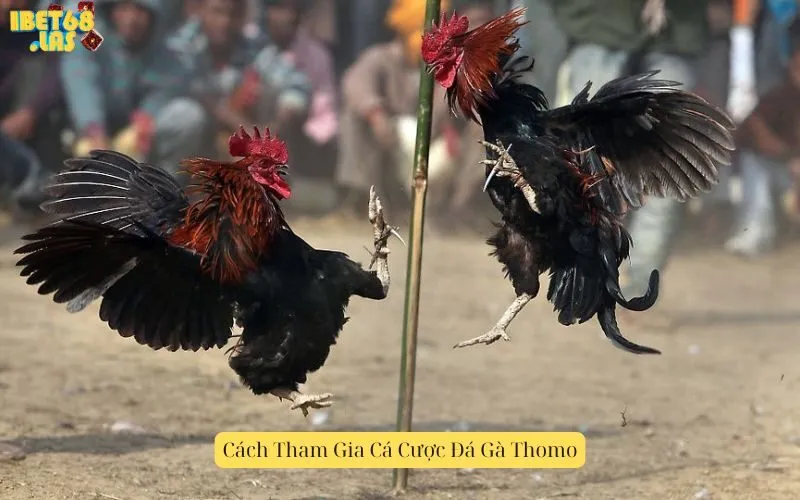Cách Tham Gia Cá Cược Đá Gà Thomo