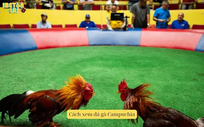 Cách xem đá gà Campuchia