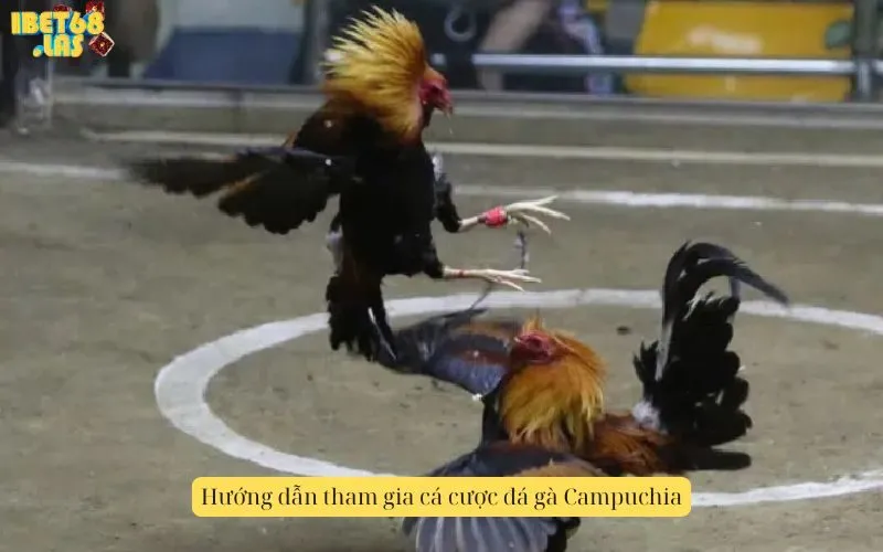 Hướng dẫn tham gia cá cược đá gà Campuchia