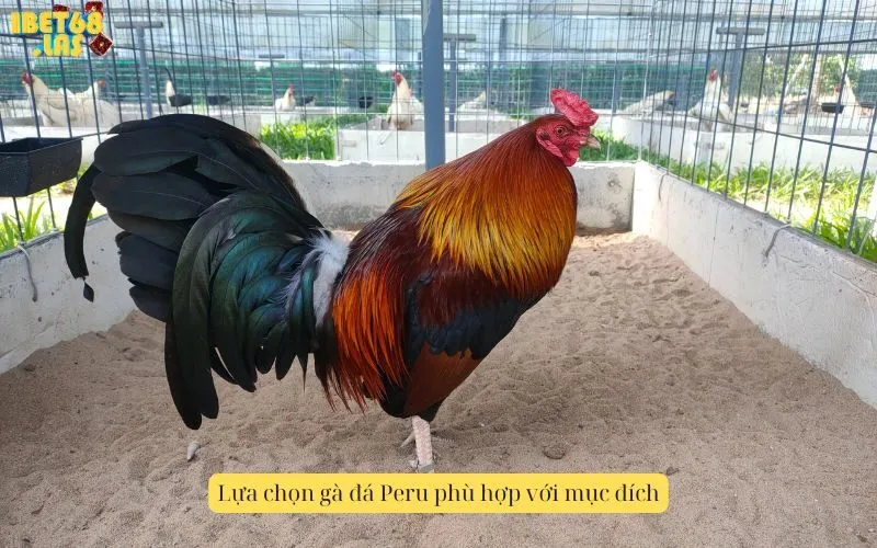 Lựa chọn gà đá Peru phù hợp với mục đích