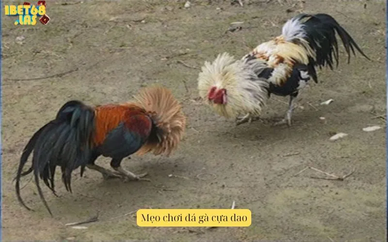 Mẹo chơi đá gà cựa dao